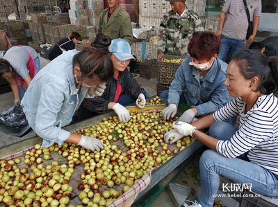 黄骅冬枣 从枝头甘甜到产业链的无限延伸