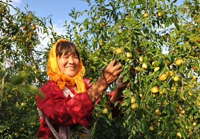 河北黄骅 金秋时节冬枣飘香