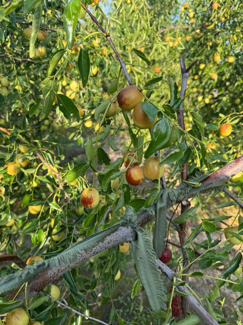 黄骅冬枣 河北沧州的“金疙瘩”，品质与实惠的完美结合