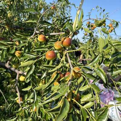 黄骅冬枣 个大皮薄，脆甜沁心的北方珍果