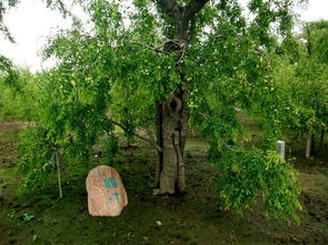 黄骅聚馆冬枣 品味千年古树的甜蜜传奇