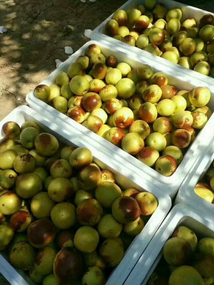 黄骅古贡冬枣 昔日宫廷珍馐，今日百姓佳果